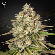 Lost Pearl - Feminized - Green House Seeds