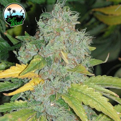 Raspberry Zkittlez Auto - Feminized - Cali Weed