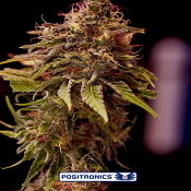 CBD Caramel Ice - Feminized - Positronics