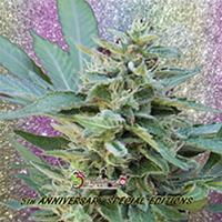 Dr Krippling Seeds S&M Feminized