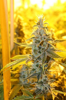 Connoisseur Genetics Seeds Triangle Kush Haze Feminized