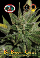 Big Buddha Seeds Big Buddha Cheese Feminized