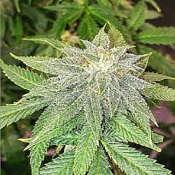 Moonfruit - Feminized - Top Shelf Elite Seeds