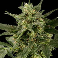 Black Skull Seeds Auto Pineapple Gum Feminized