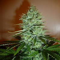 Paradise Seeds Ice Cream Feminized