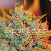 Northern Lights x Big Bud Auto – Feminized – Expert Seeds