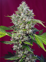 Sweet Seeds San Fernando Lemon Kush Feminized