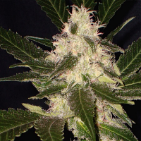 CBD Seeds Widow Feminized