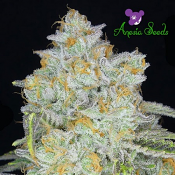 Amnesia Flash Auto - Feminized - Anesia Seeds