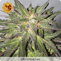 Barney's Farm Seeds CBD Critical Cure Feminized