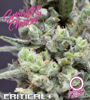 Critical+ Auto - Feminized - Growers Choice