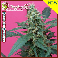 Dr Krippling Seeds Mong-U-Mental Feminized