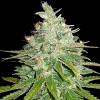 World of Seeds Medical Collection Afghan Kush x Black Domina Feminized