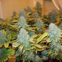 Aurora Indica – Regular – Nirvana Seeds