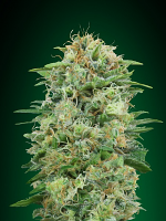 OO Seeds White Widow CBD Feminized