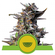 Watermelon Auto - Feminized - Royal Queen Seeds