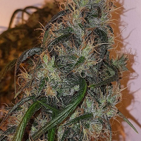 Connoisseur Genetics Seeds Australian Dead Head Feminized
