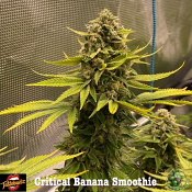 Critical Banana Smoothie - Feminized - Tastebudz