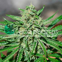 World of Seeds CBD Tonic Feminized