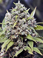 Female Seeds Pure AK Feminized (Indoor)