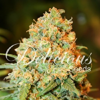 Delicious Seeds Critical Super Silver Haze Feminized
