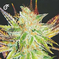 Medical Seeds Prozack Feminized