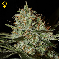 Green House Seeds Alaskan Ice Feminised