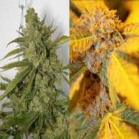 Connoisseur Genetics Seeds Purple Cheddar Feminized