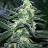 Sagarmatha Seeds Silver Bullet Feminised 