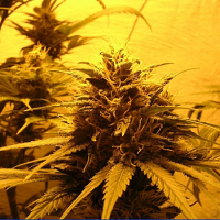 KC Brains Seeds Double D was Danky Doodle Regular