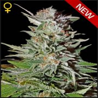 Green House Seeds Super Lemon Haze Auto Feminized