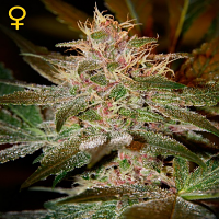Green House Seeds Pure Kush Feminised