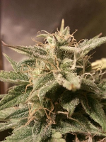 Female Seeds Auto Bubble Feminized