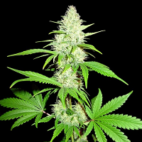 Sumo Seeds Amnesia Ganja Haze Feminized