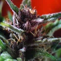 Dutch Passion Seeds Shaman Feminized