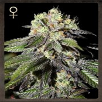 Strain Hunters Seeds Caboose Feminized