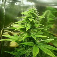 Bulk Seeds Auto Diesel x Auto Blue Feminized