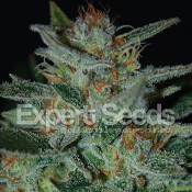 Blue Cheese – Feminized – Expert Seeds