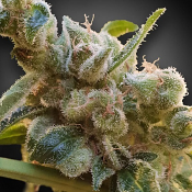 CBDrelax - Feminized - Paradise Seeds