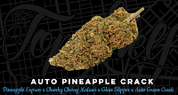 Top Shelf Elite Seeds Auto Pineapple Crack Feminized