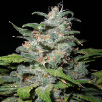 Next Generation Seeds Blue Dynamite Regular