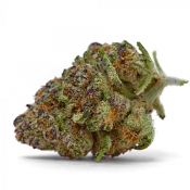 Purple Sunset - Feminized - Growers Choice