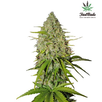 Grapefruit’matic - Feminized - Fast Buds