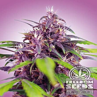 Freedom Seeds Purple Express Auto Feminized
