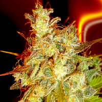 Medicann Seeds Mazari Grape Feminised