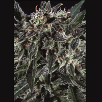 SuperCBDx Seeds Amnesia Haze x SCBDx Feminized
