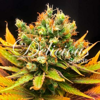 Delicious Seeds Honeybells Feminized