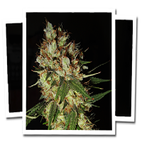 Emerald Triangle Seeds G-13 x Blueberry Headband Feminised