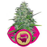 Skunk XL – Feminized – Royal Queen Seeds