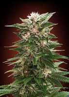 Advanced Seeds Kaya 47 Feminized